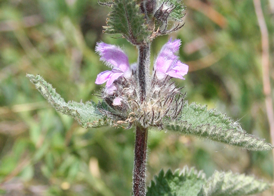 Image of Phlomoides agraria specimen.