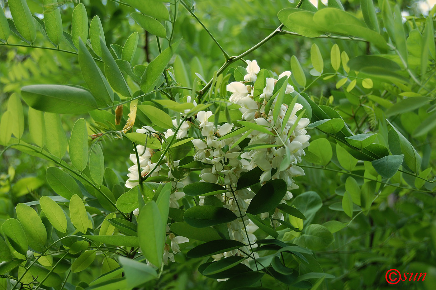 Изображение особи Robinia pseudoacacia.