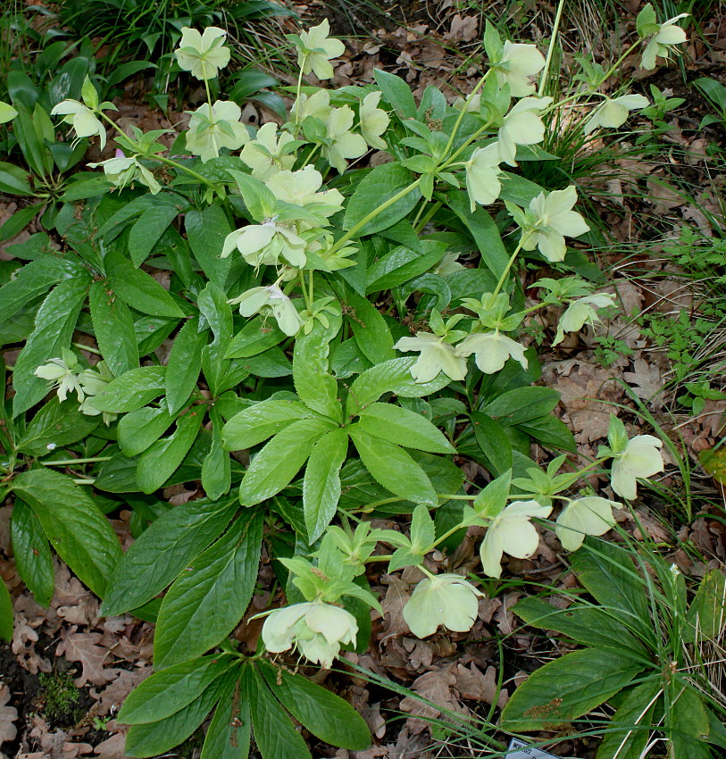 Изображение особи Helleborus dumetorum.