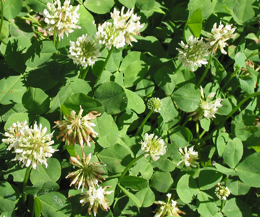 Image of Trifolium repens specimen.