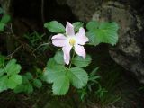 genus Rosa. Цветок и листья. Ставропольский край, г. Кисловодск, Крестовая гора, на территории санатория им. М. Горького, склон горы, в подлеске (43°53′55,79″ с.ш., 42°43′13,13″ в.д.). 24.05.2014.