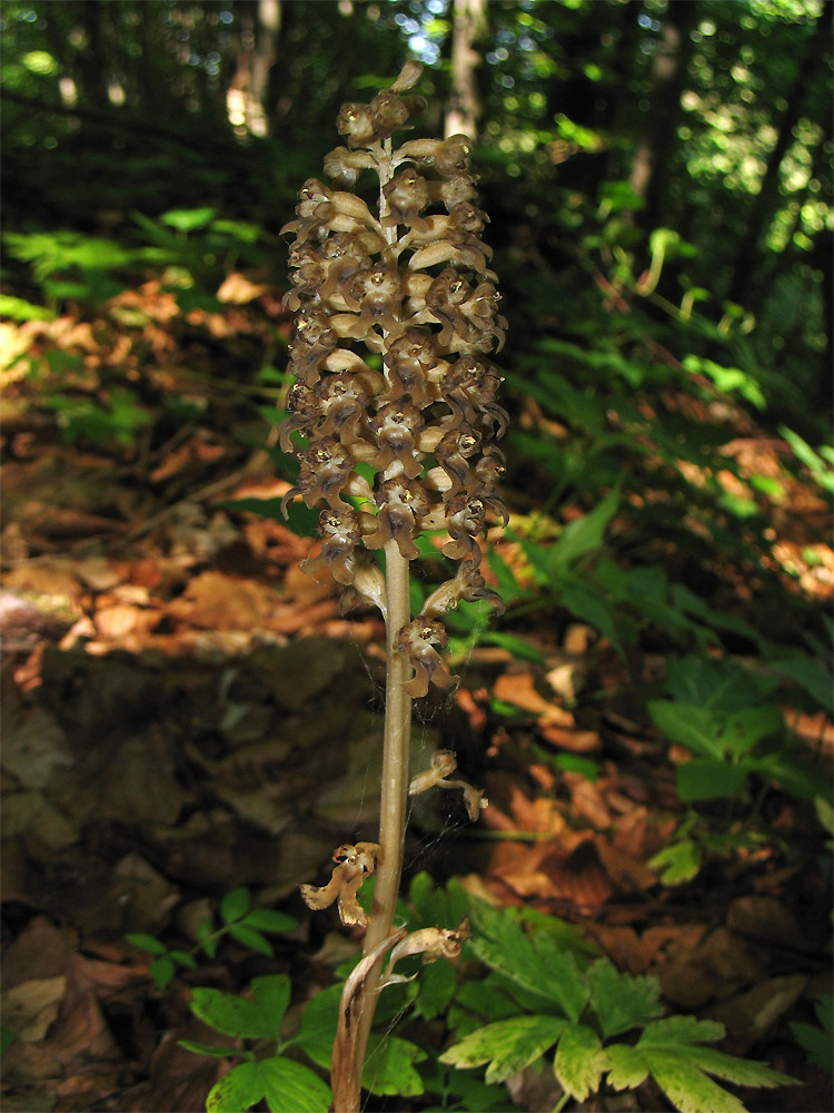 Image of Neottia nidus-avis specimen.