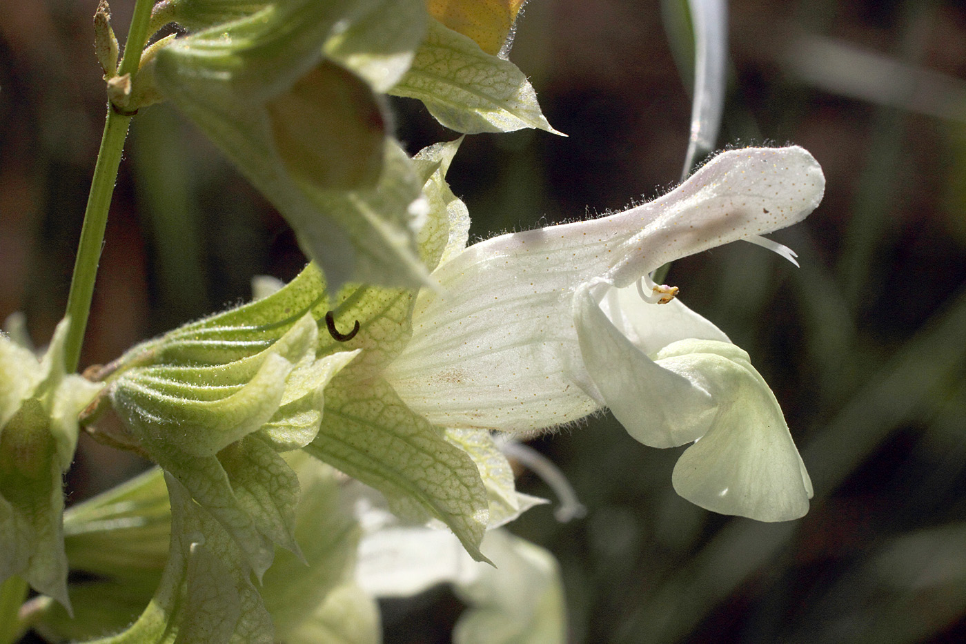 Image of Salvia korolkowii specimen.