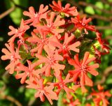 Lychnis chalcedonica