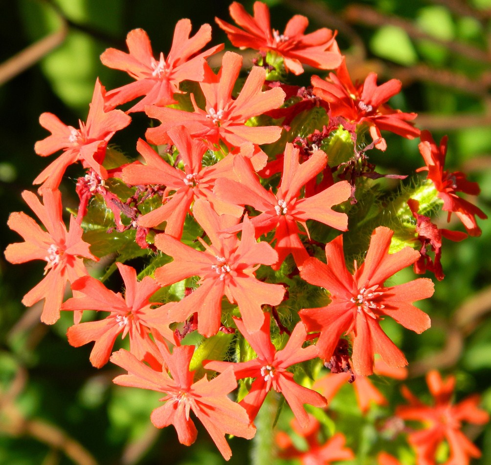 Изображение особи Lychnis chalcedonica.