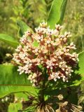 Asclepias syriaca