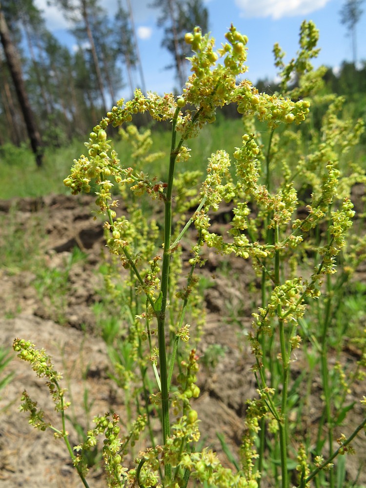 Изображение особи Rumex acetosella.