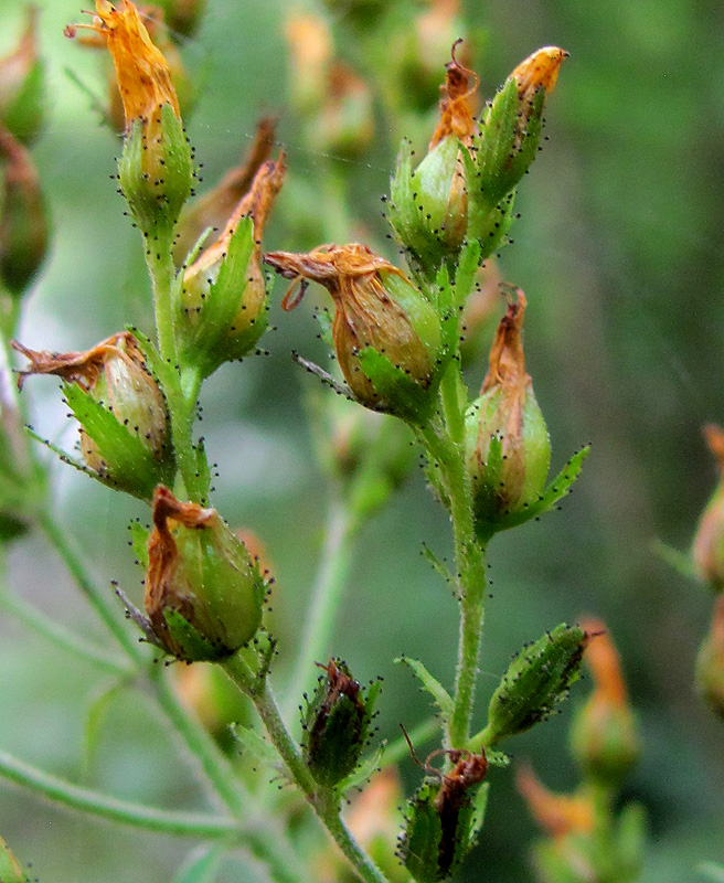 Изображение особи Hypericum hirsutum.