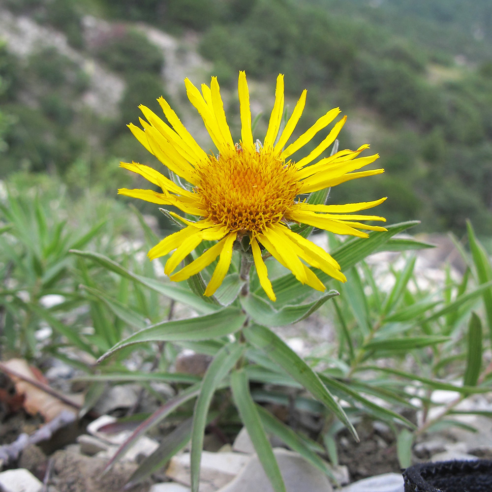 Изображение особи Inula ensifolia.