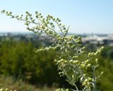 Artemisia glauca