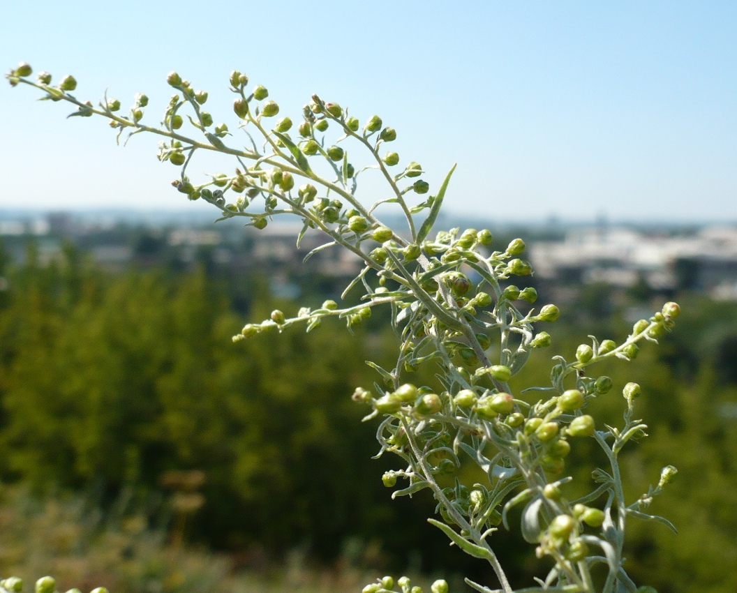 Изображение особи Artemisia glauca.