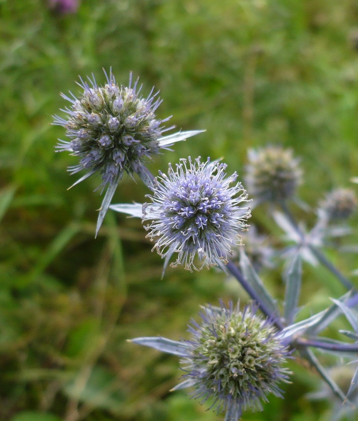 Image of Eryngium planum specimen.