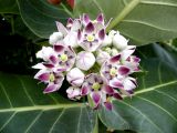 Calotropis procera. Соцветие. Израиль, впадина Мёртвого моря, пос. Эйн Бокек, в культуре. 12.05.2014.