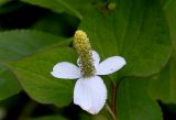 Houttuynia cordata