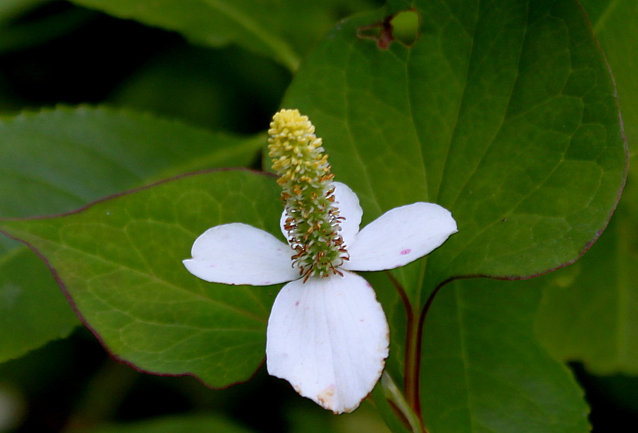 Image of Houttuynia cordata specimen.