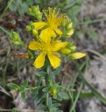 род Hypericum