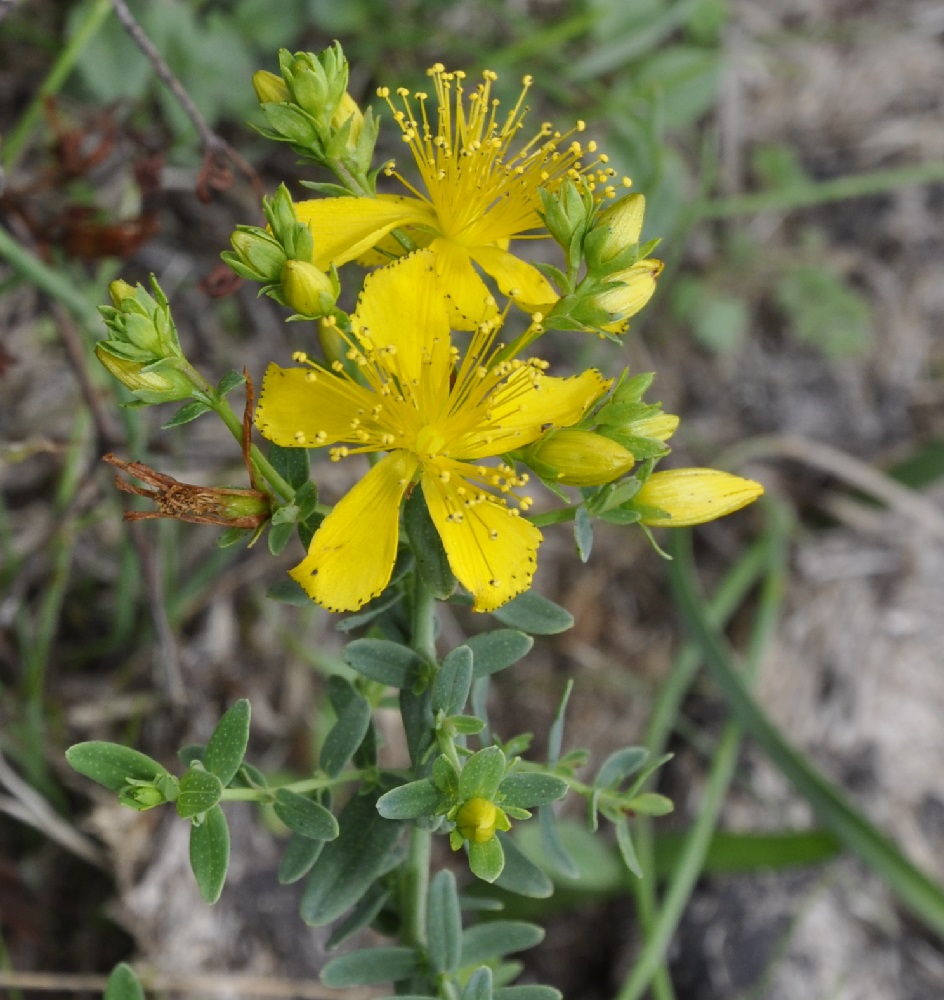 Image of genus Hypericum specimen.