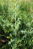 Lactuca serriola