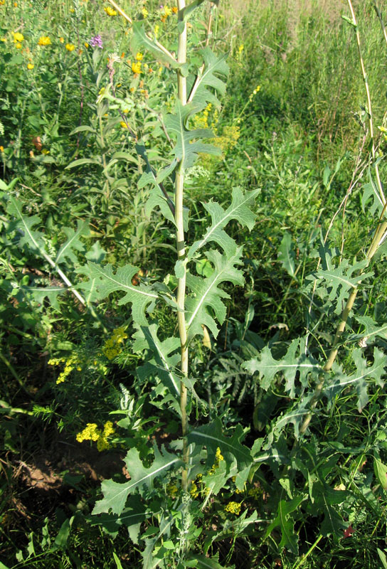Image of Lactuca serriola specimen.