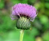 Cirsium heterophyllum. Соцветие. Республика Коми, Печоро-Илычский заповедник, долина реки Ыджыд-Ляга. 17.08.2014.