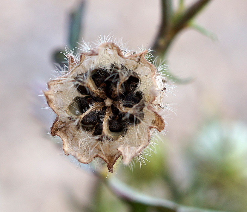 Image of Hibiscus trionum specimen.