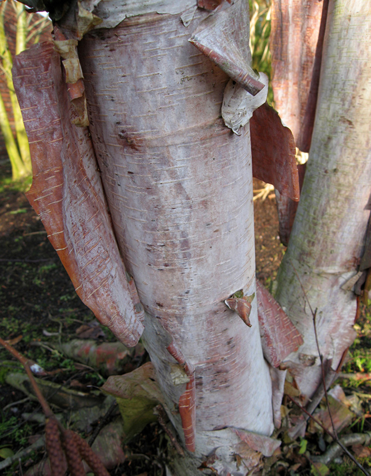 Изображение особи Betula albosinensis.