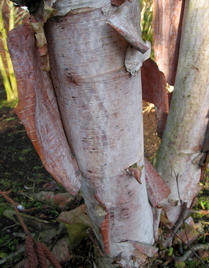 Image of Betula albosinensis specimen.