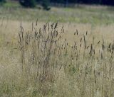 Dactylis glomerata. Плодоносящие растения. Московская обл., Раменский р-н, окр. ж.-д. платформы Хрипань, залежь. 12.08.2014.