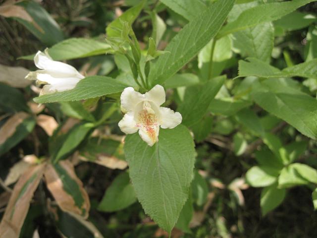 Image of Weigela middendorffiana specimen.