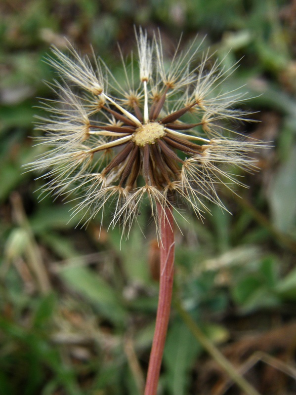 Изображение особи Leontodon saxatilis.