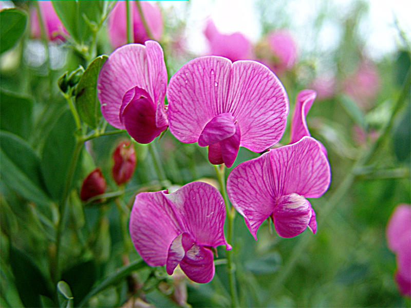 Изображение особи Lathyrus tuberosus.