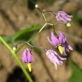 Solanum dulcamara. Соцветие (сильно увеличено). Ленинградская обл., Лужский р-н, окр. дер. Кемка, берег р. Луга. 11.08.2007.