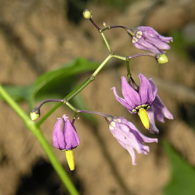 Изображение особи Solanum dulcamara.