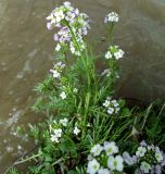 Cardamine uliginosa