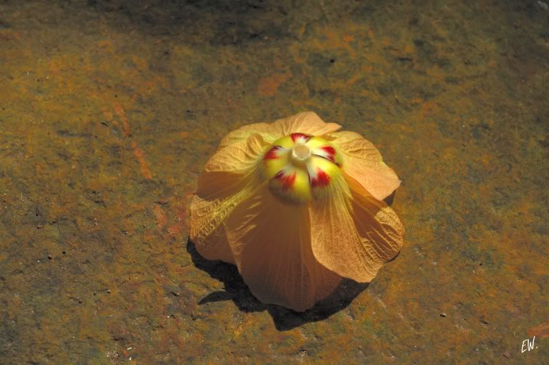 Image of Hibiscus tiliaceus specimen.
