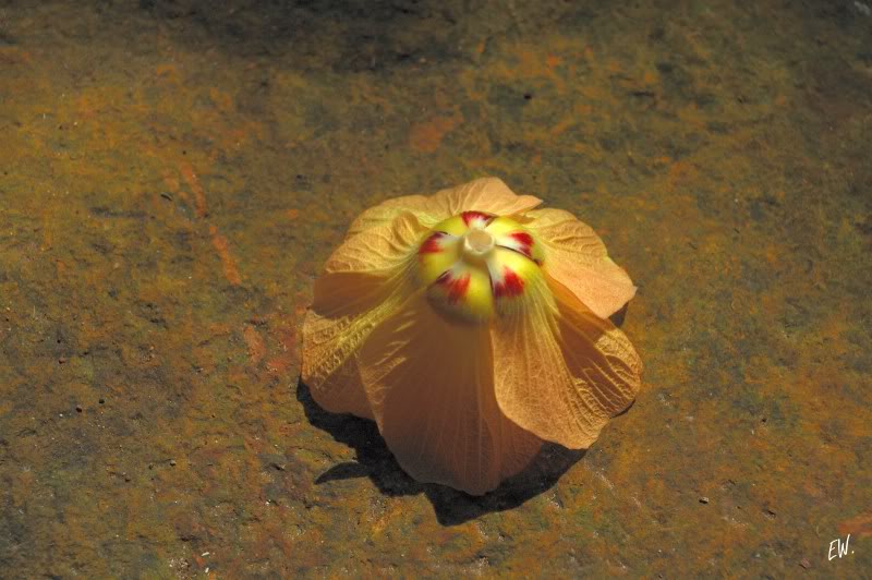 Изображение особи Hibiscus tiliaceus.