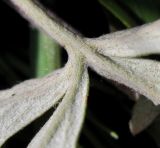 Potentilla argentea