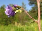 Polemonium caeruleum. Часть соцветия. Архангельская обл., Вельский р-н, окр. пос. Усть-Шоноша, поляна у ручья. 30 июля 2010 г.