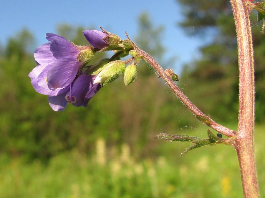 Изображение особи Polemonium caeruleum.