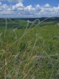 Stipa pennata