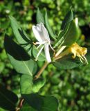 Lonicera japonica. Верхушка побега с цветками. Южный Берег Крыма, окр. пос. Партенит. 29 октября 2009 г.