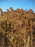 Phragmites australis