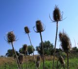 Dipsacus fullonum