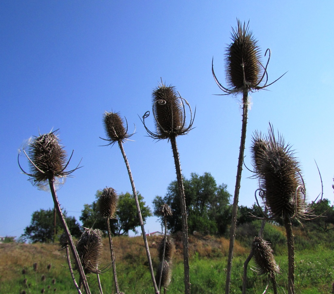 Изображение особи Dipsacus fullonum.