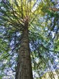 Sequoia sempervirens