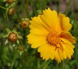 Coreopsis grandiflora