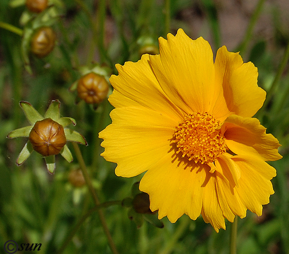 Image of Coreopsis grandiflora specimen.