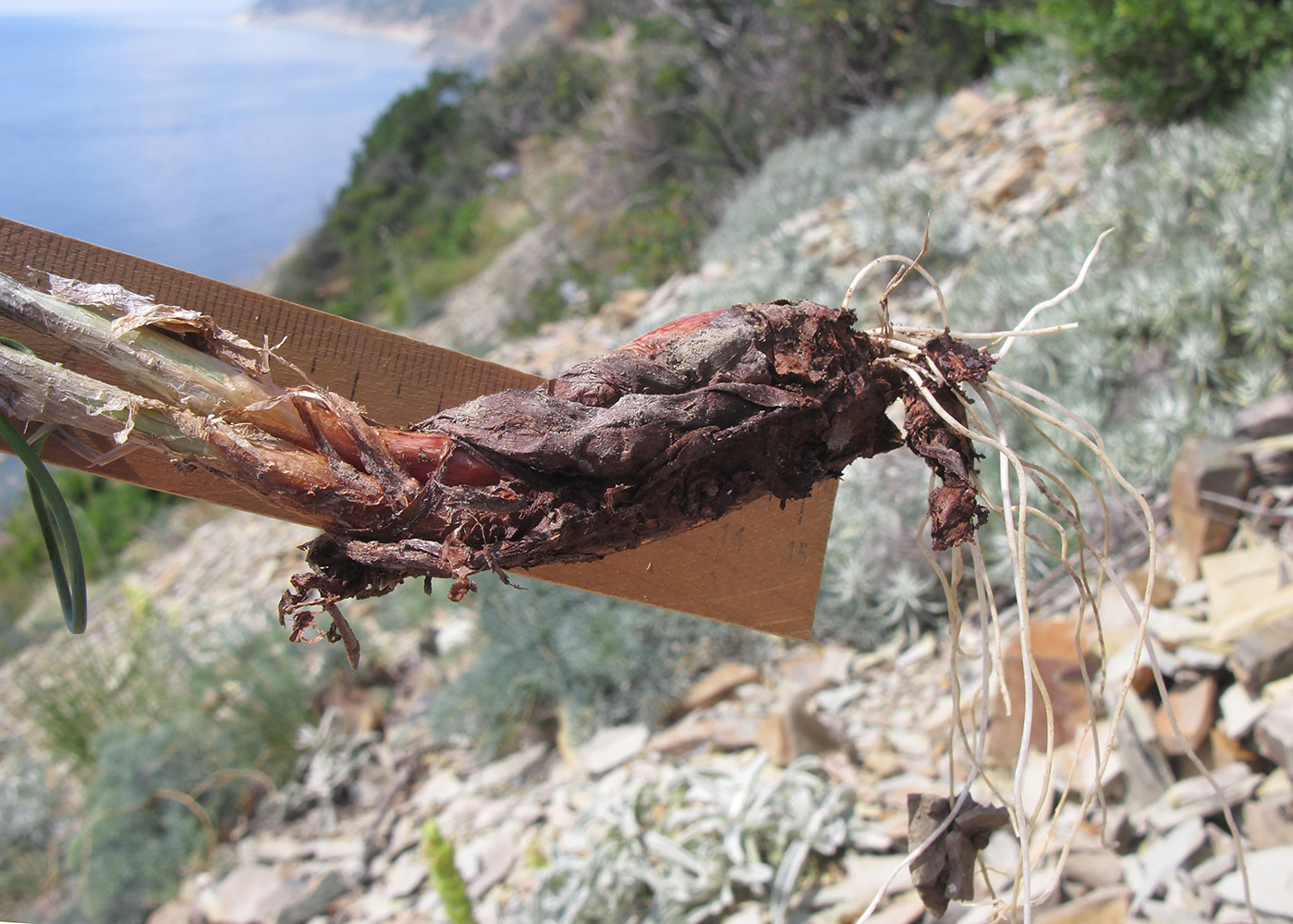 Image of Allium psebaicum specimen.