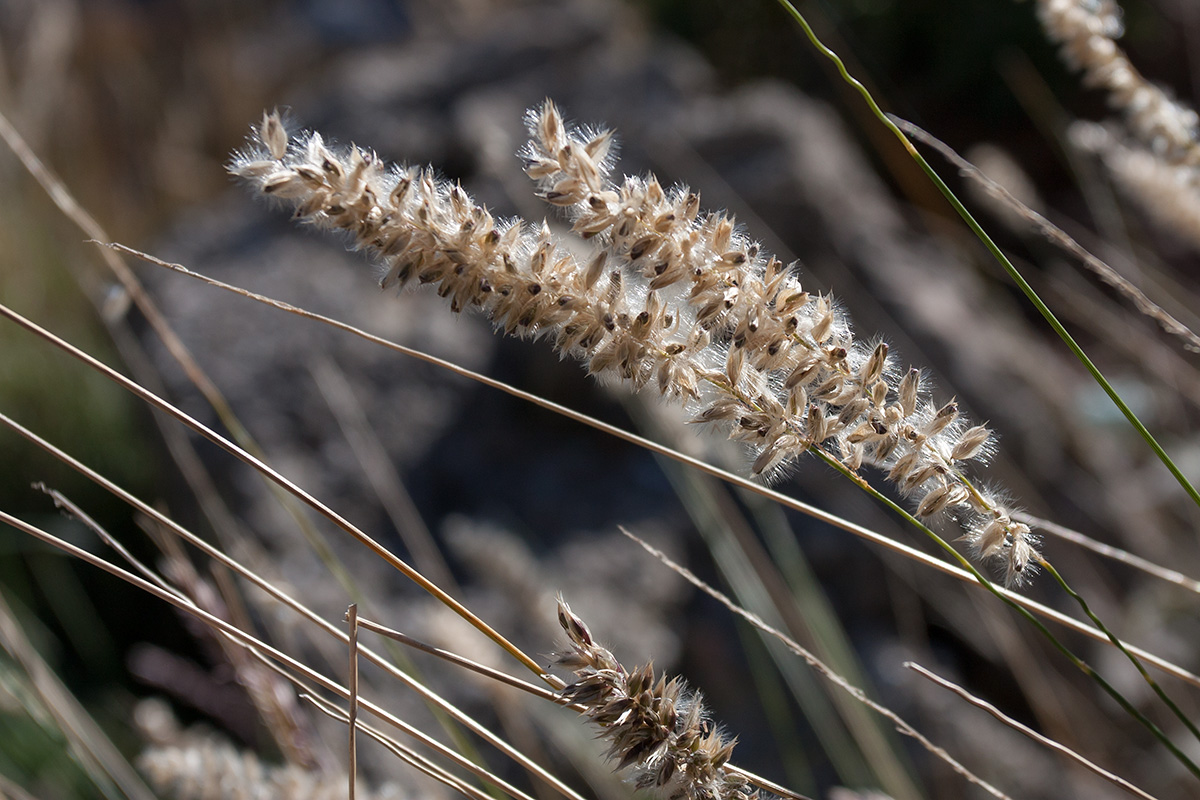 Image of genus Melica specimen.