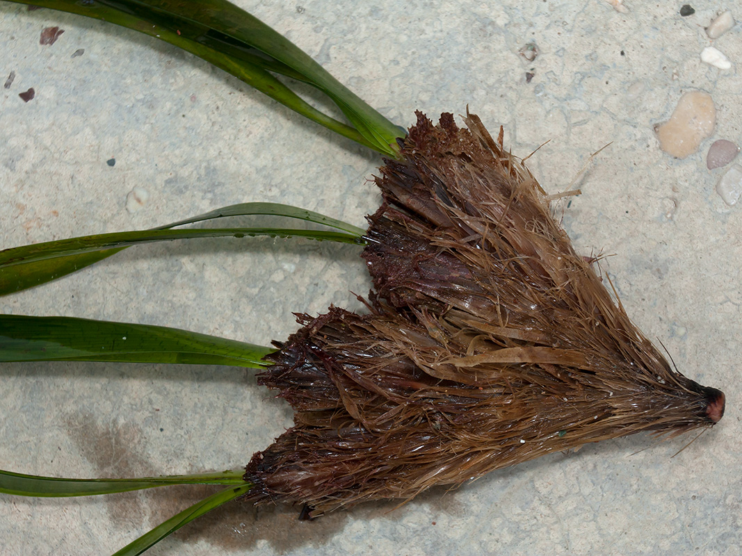 Image of Posidonia oceanica specimen.